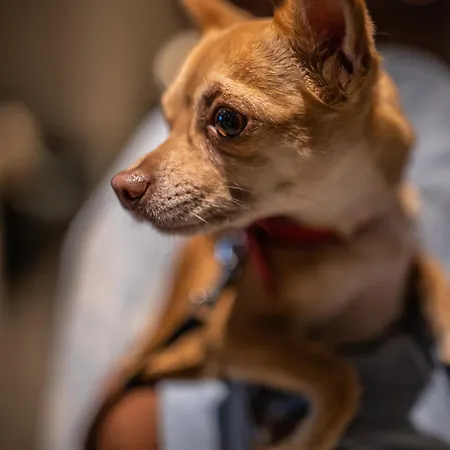 Hotell Logis Hotel L'Ours De Mutzig Mutzig